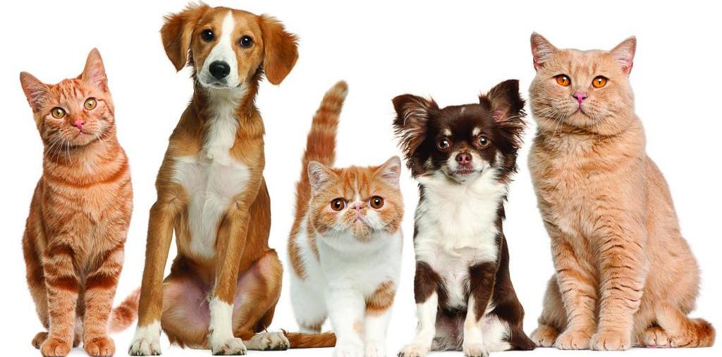 Доска объявлений о животных | ЗооТом - продажа, вязка и услуги для животных в Выксе