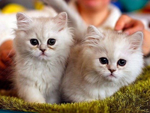 Породы кошек в Выксе | ЗооТом портал о животных