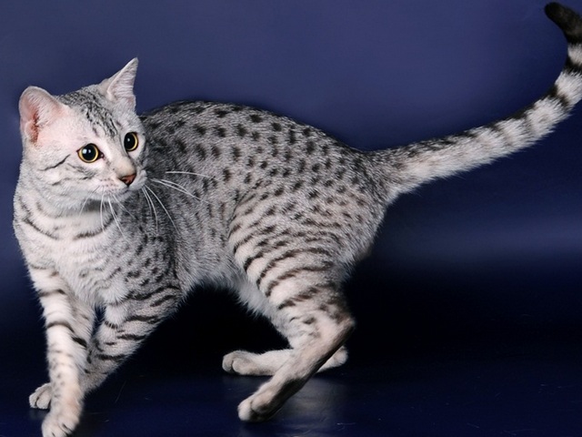 Породы кошек в Выксе | ЗооТом портал о животных