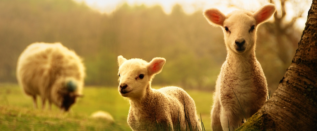 Объявления о сельскохозяйственных животных | ЗооТом - продажа, вязка и услуги для животных в Выксе