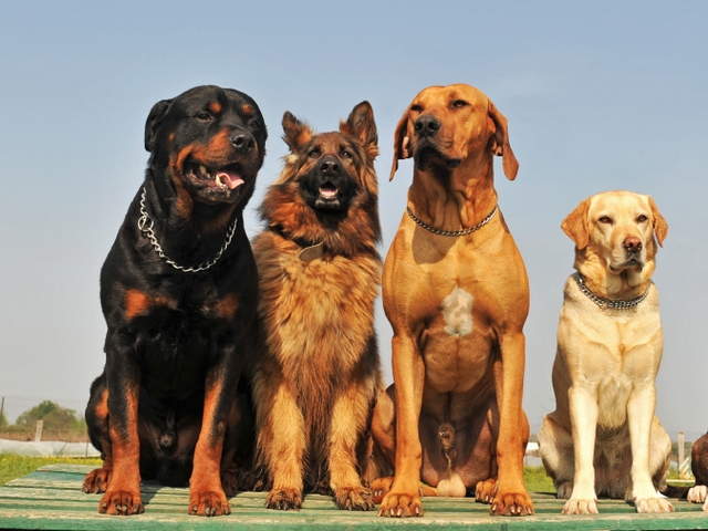 Крупные породы собак в Выксе | ЗооТом портал о животных
